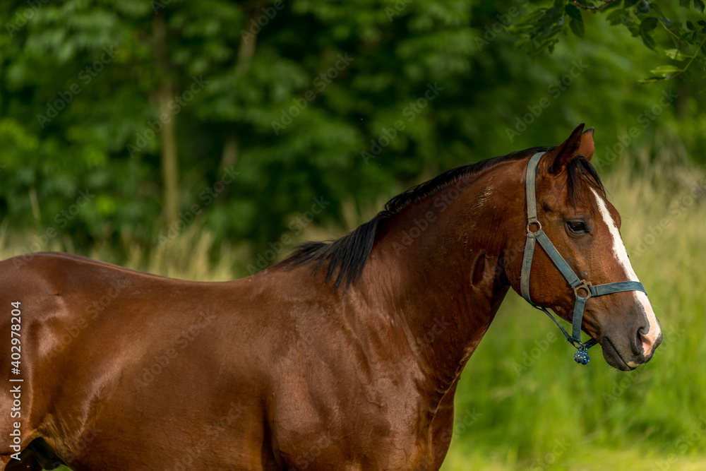Fototapeta premium Brown horse with a white spot on his head grazing in nature on fresh grass on a sunny day.
