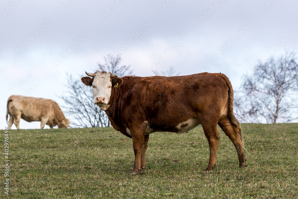 A herd of grazing cows on a hill during a sunny winter afternoon in the background of white clouds. A herd of grazing cows on a hill during a sunny winter afternoon in the background of white clouds.
