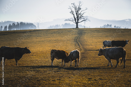 Wallpaper Mural A herd of grazing cows on a hill during a sunny winter afternoon in the background of white clouds. Torontodigital.ca