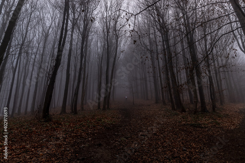 A forest path covered with thick fog passing through the trees in the middle of a walking person.