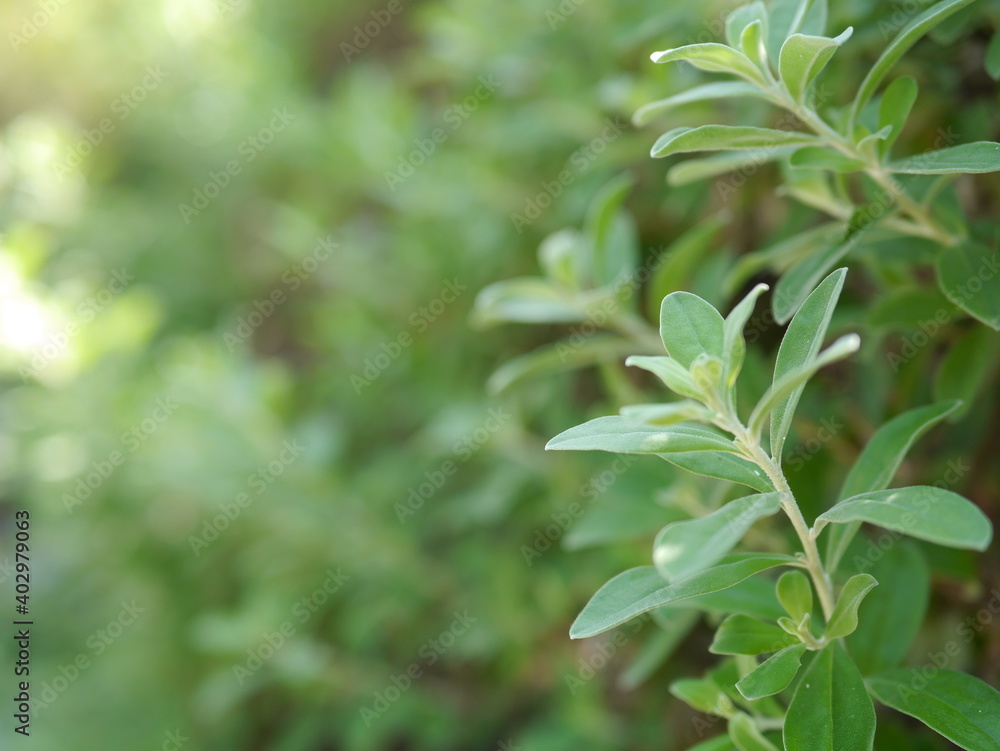 Close-up of green leaves hitting the soft sunlight during the day. Close-up of green leaves hitting the soft sunlight during the day.