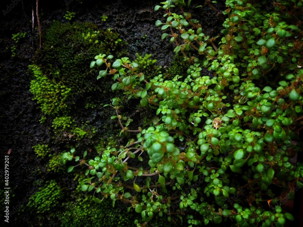 green ivy leaves for natural background green ivy leaves for natural background