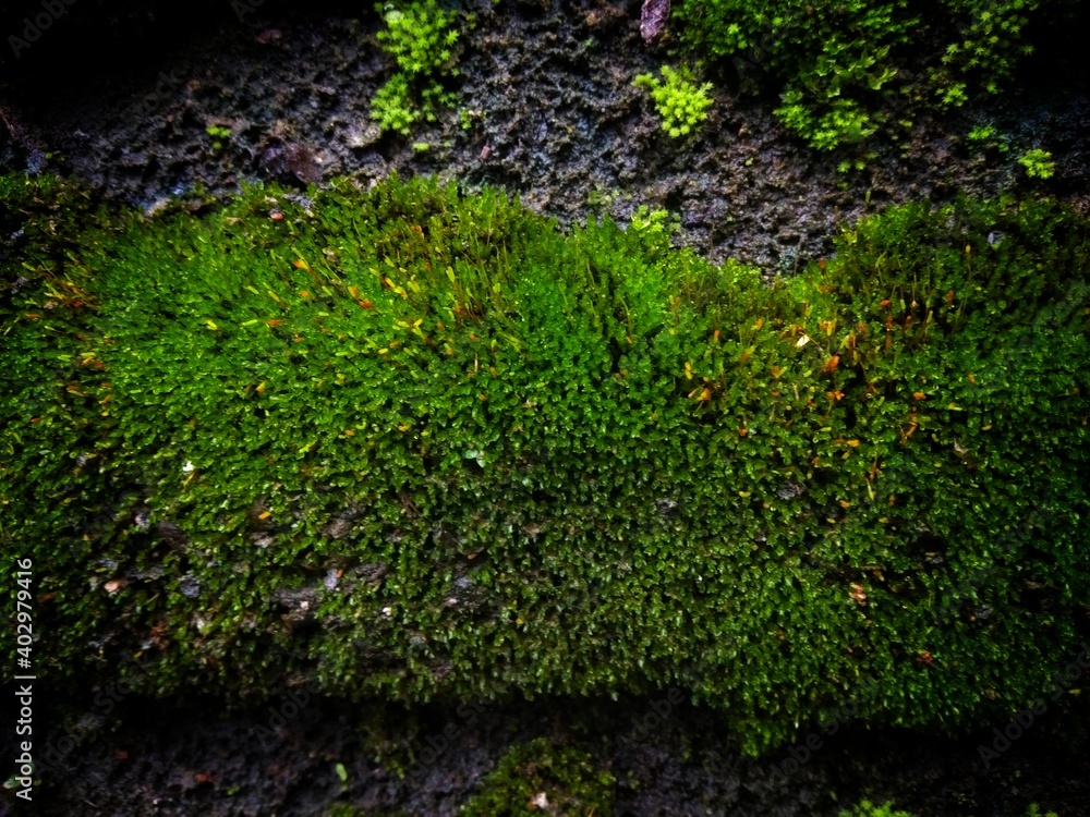 green moss on ground with little dark vignette effect.green moss background green moss on ground with little dark vignette effect.green moss background