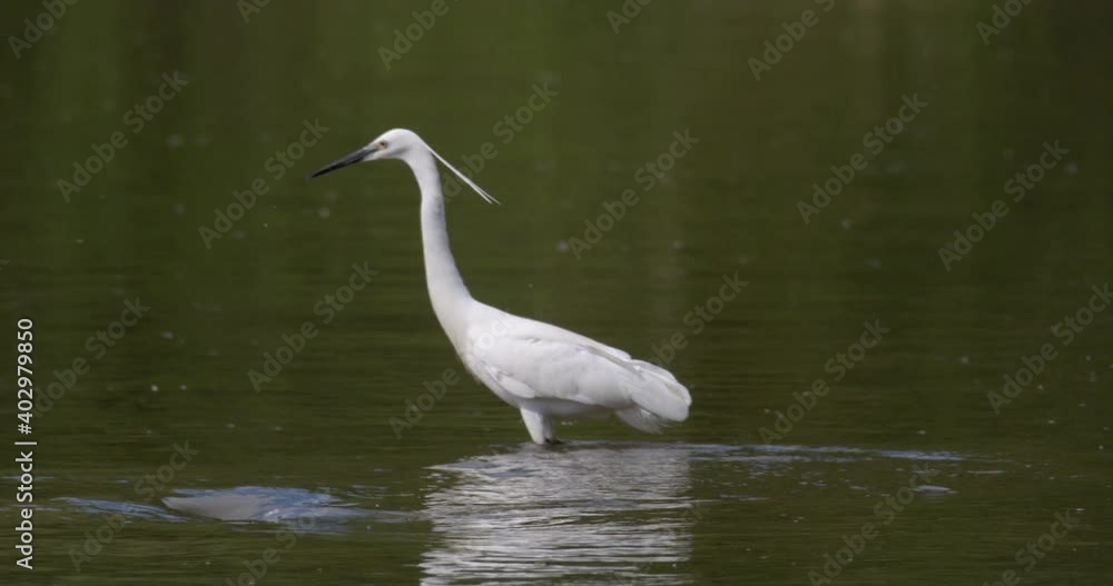 The little egret is hunting on the Drava River
