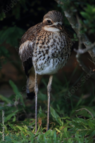 bush stone-curlew or bush thick-knee (Burhinus grallarius) australia photo