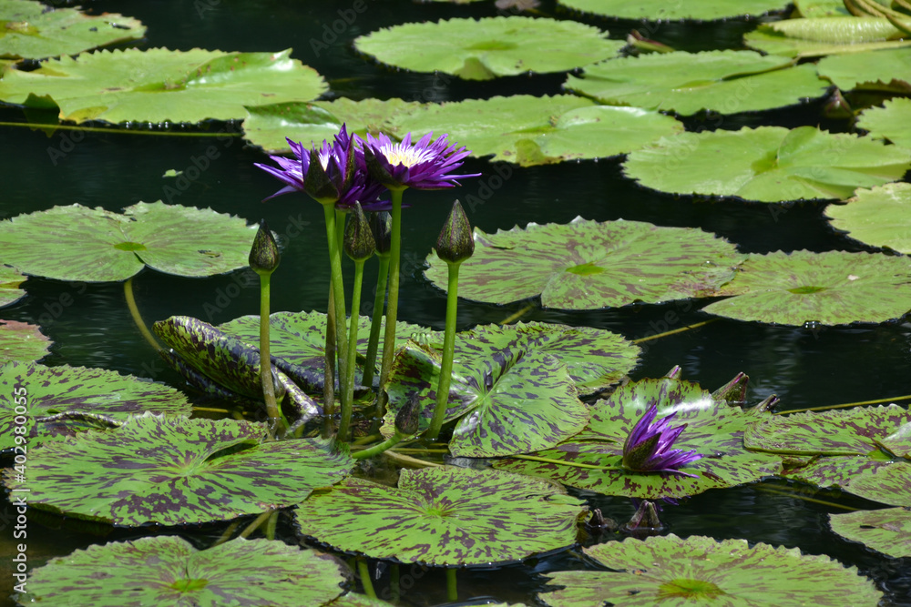 China, Taiwan, pond in the park with water lilies