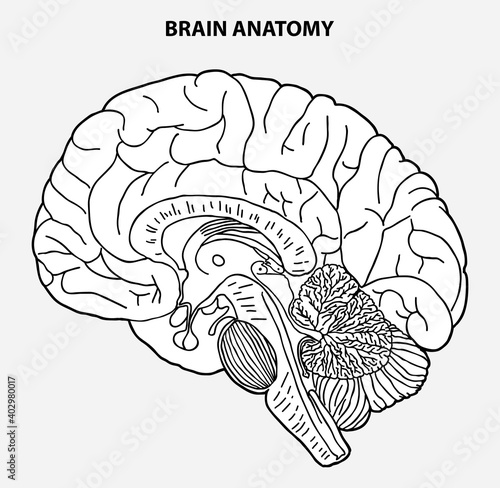 BRAIN ANATOMY BLACK AND WHITE LINE ILLUSTRATION VECTOR