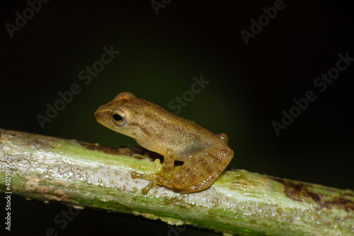 Blue eyed Bush Frog, Raorchestes luteolus, Agumbe, Karnataka, India photo