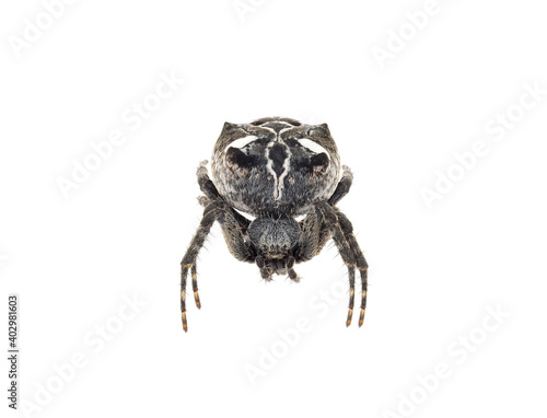 Tropical tent-web spider isolated on white background, Cyrtophora citricola