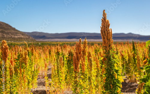 фотографія Colorful quinoa plantation in Bolivian highlands next to Uyuni salt flat (horizo