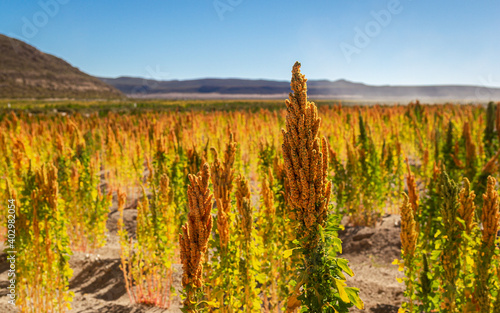 Colorful quinoa plantation in Bolivian highlands next to Uyuni salt flat (horizontal - 1)