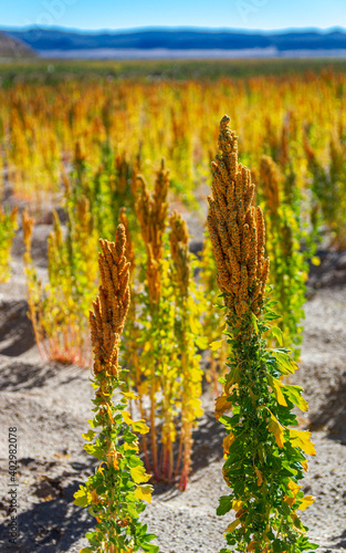 Colorful quinoa plantation in Bolivian highlands next to Uyuni salt flat (vertical - 3)