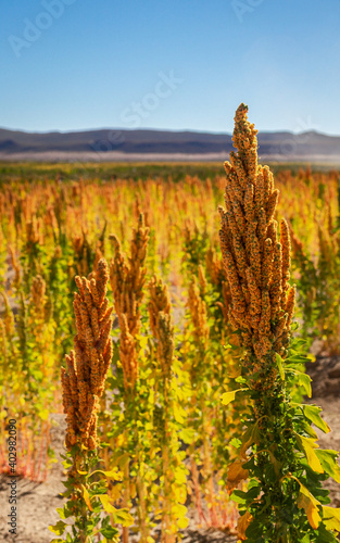 Colorful quinoa plantation in Bolivian highlands next to Uyuni salt flat (vertical - 2)