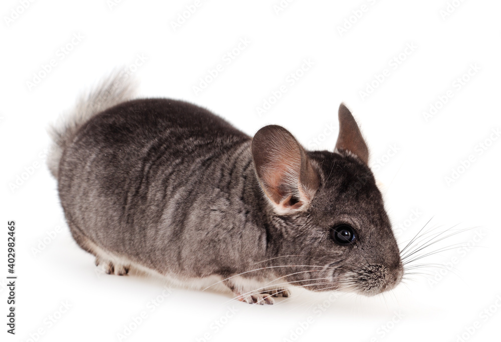 Obraz premium Little gray chinchilla.
