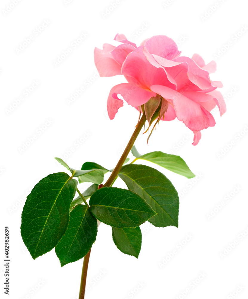 Fototapeta premium Pink rose flower.