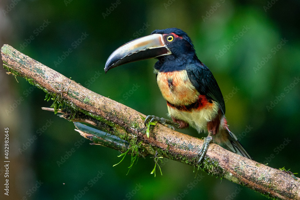 Fototapeta premium Fiery-billed Aracari - Pteroglossus frantzii is a toucan, a near-passerine bird. It breeds only on the Pacific slopes of southern Costa Rica and western Panama
