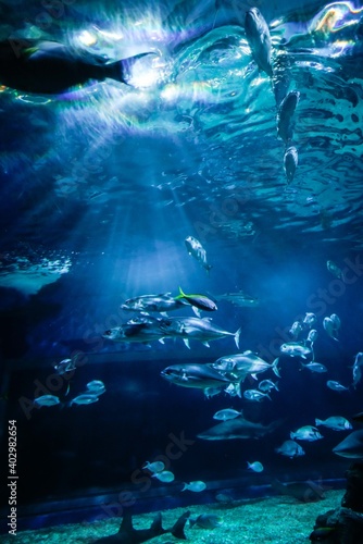 Photography underwater in the deep blue ocean with colorful fish and marine life