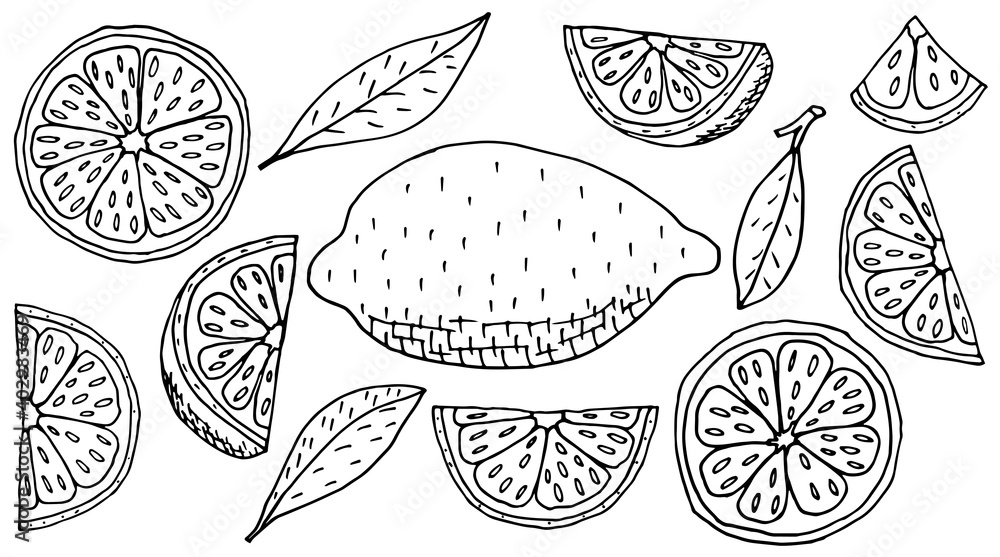 Collection of beautiful hand drawing icons of lemon fruit, isolated. Set of contour of whole lemon, slice, quarter. Vector illustration. Collection of beautiful hand drawing icons of lemon fruit, isolated. Set of contour of whole lemon, slice, quarter. Vector illustration.