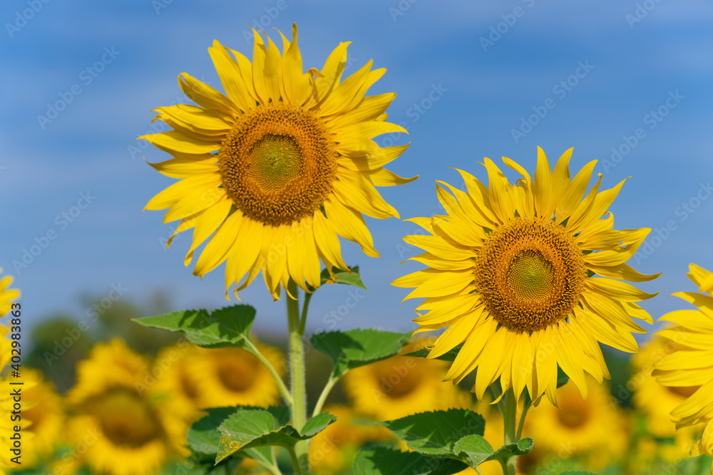 Blooming sunflowers on natural background Blooming sunflowers on natural background