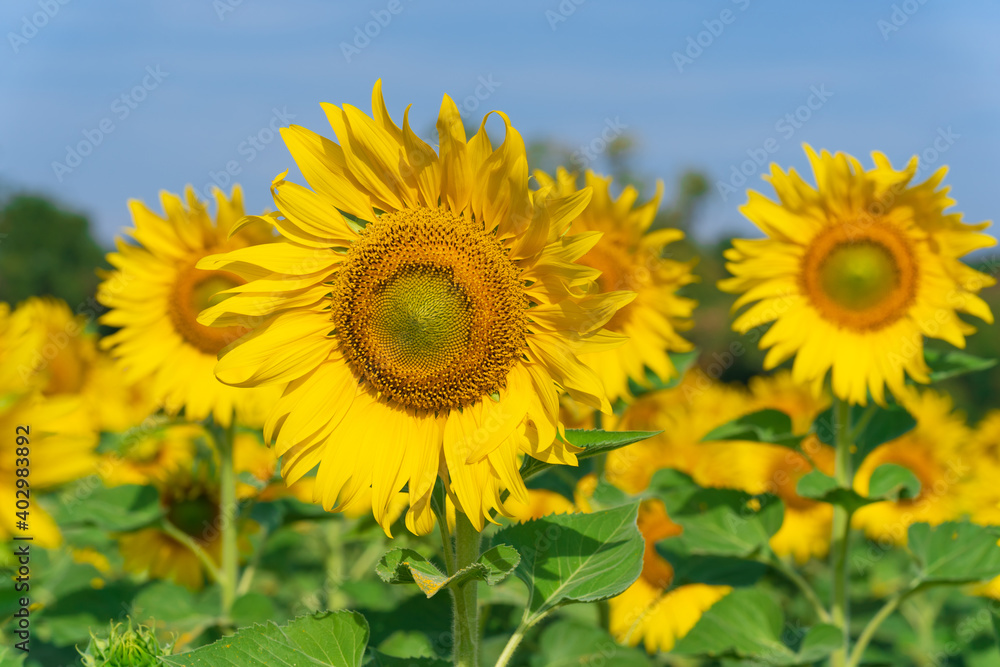 Blooming sunflowers on natural background