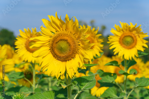 Blooming sunflowers on natural background