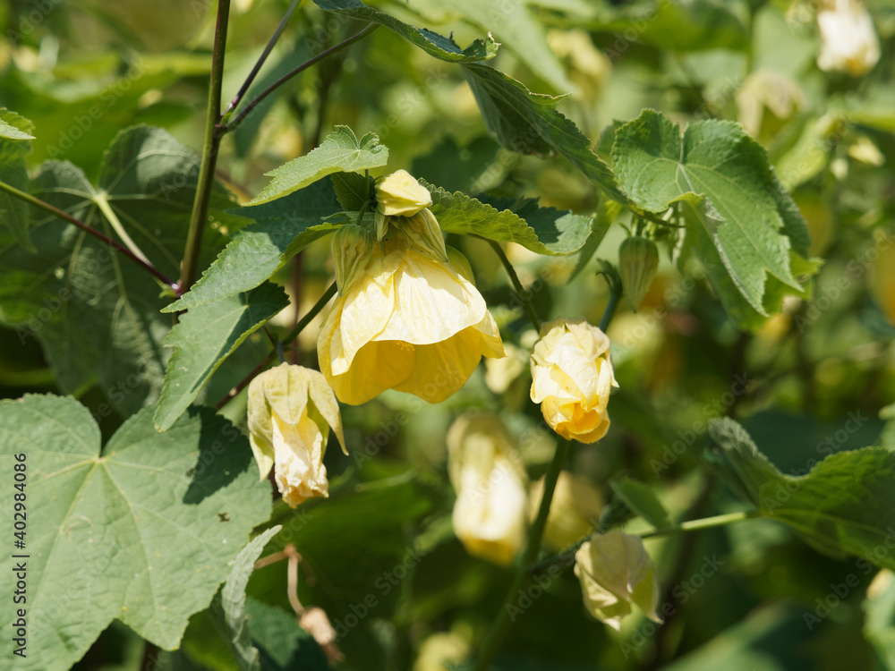 Abutilon hybridum ou hybride, érable de salon ou lanterne chinoise à fleurs jaunes pendantes dans un feuillage vert palmé Abutilon hybridum ou hybride, érable de salon ou lanterne chinoise à fleurs jaunes pendantes dans un feuillage vert palmé