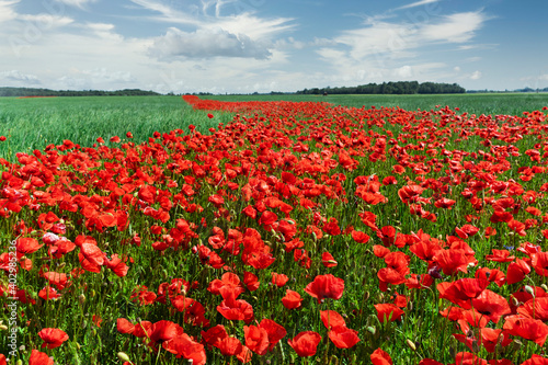 Red poppies on a background of blue sky with the sun. Bright wildflowers and cereal sprouts on a summer day. Latvia