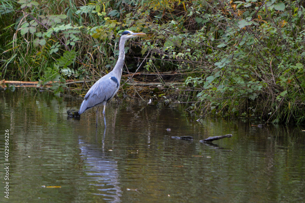 great blue heron great blue heron