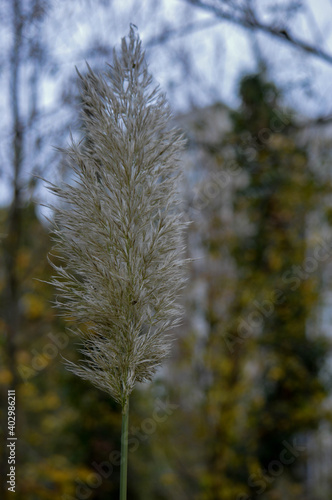 tall pine tree