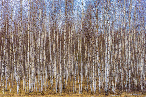 Picturesque spring landscape with wood of birch trees without foliage in cloudy day. Thicket of young birches in early spring. Amazing russian nature, beautiful natural background. Springtime