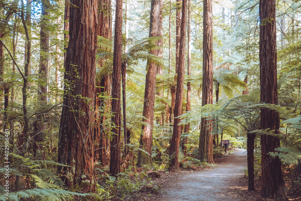 Obraz premium Redwoods forest walk in Rotorua, new Zealand 