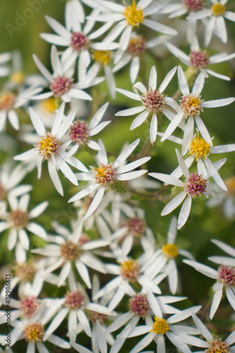 White flowers with colorful pistils blooming in a garden in Luisenpark on a summer day in Mannheim, Germany.