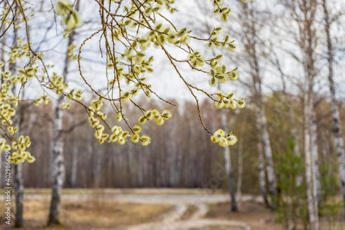 Beautiful natural background with pussy willow with catkins flowering in early spring against forest landscape. Springtime concept, copy space, selective focus