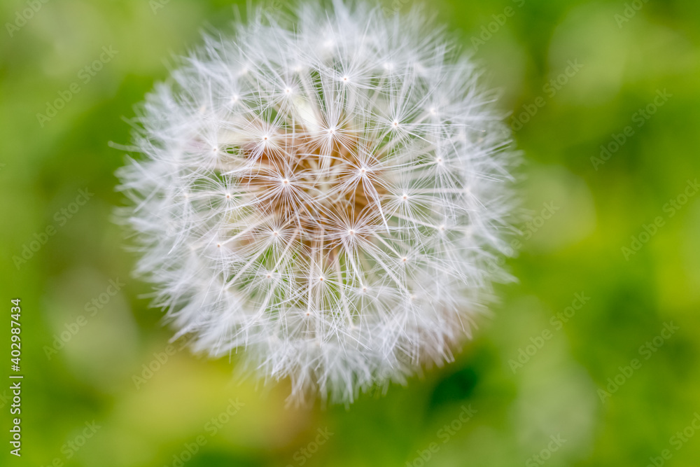 Fototapeta premium pissenlit