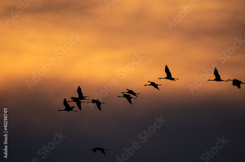 key of cranes flying at sunset © Mike Mareen