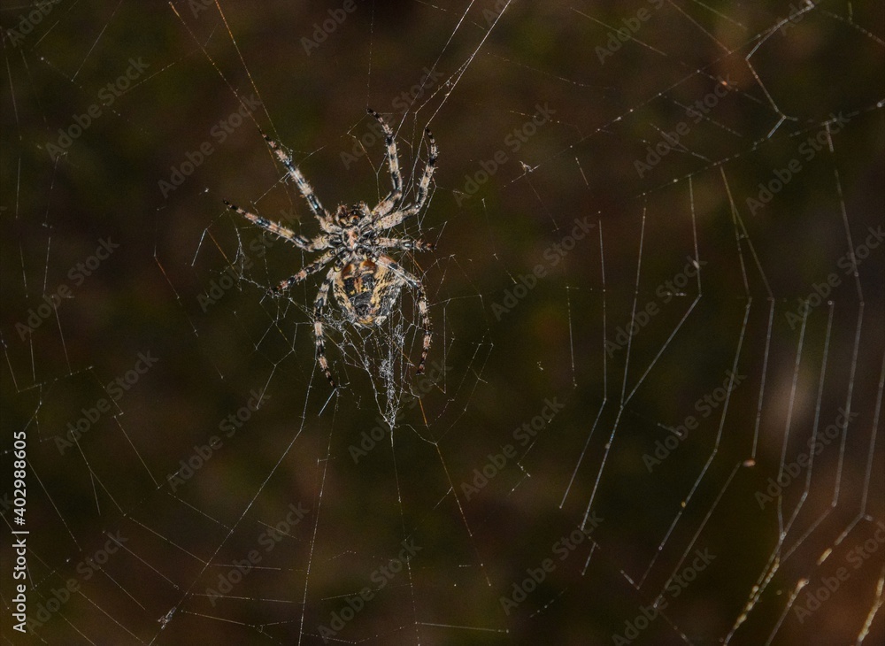 Obraz premium spider on web