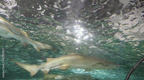 tracking shot of two grey nurse sharks at sealife aquarium in sydney, australia photo