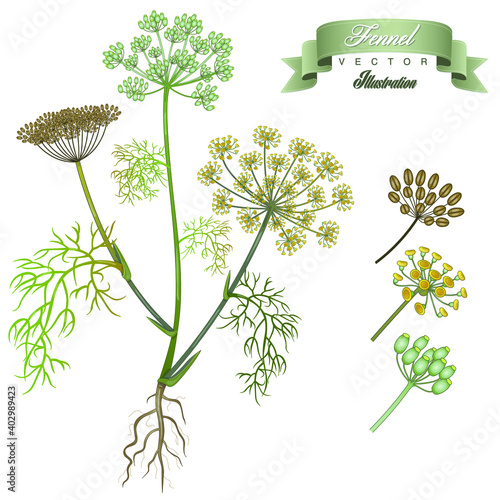 Dill vintage hand drawn medical vector illustrations. Pharmaceutical, botanical foeniculum  plant hand drawn. Vector retro foenicum vilgare flower. 