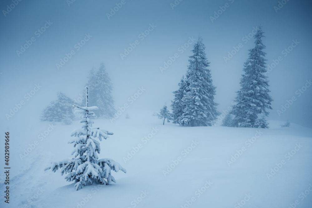 Great winter landscape with snowy spruces on a frosty day. Great winter landscape with snowy spruces on a frosty day.