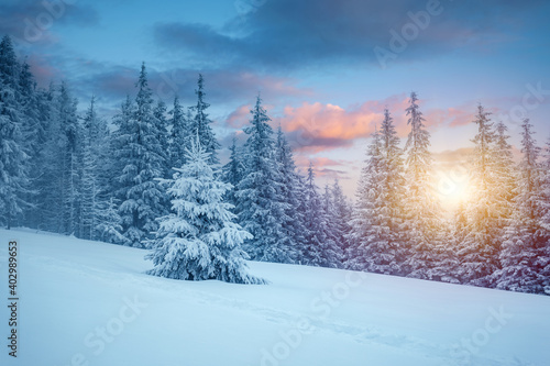 Majestic winter landscape with snowy spruces on a frosty day.