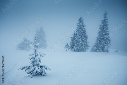 Great winter landscape with snowy spruces on a frosty day.