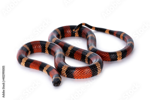 Adult female Pueblan milk snake aka Lampropeltis triangulum campbelli snake, isolated on a white background. photo