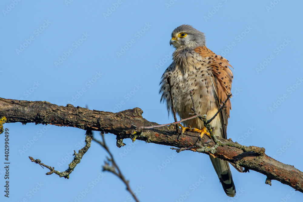 Turmfalke (Falco tinnunculus) Männchen Turmfalke (Falco tinnunculus) Männchen
