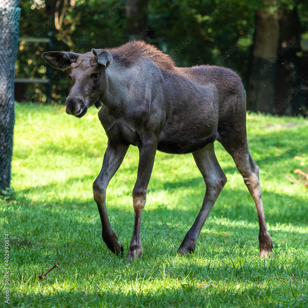 European Moose, Alces alces, also known as the elk European Moose, Alces alces, also known as the elk