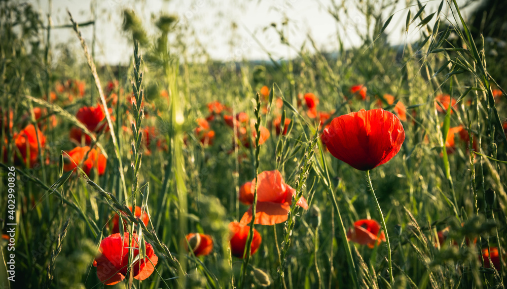 Fototapeta premium Wild poppy field in the summer