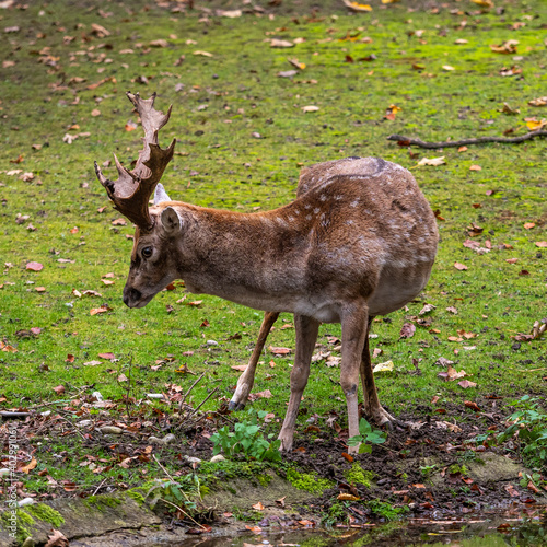 The fallow deer  Dama mesopotamica is a ruminant mammal
