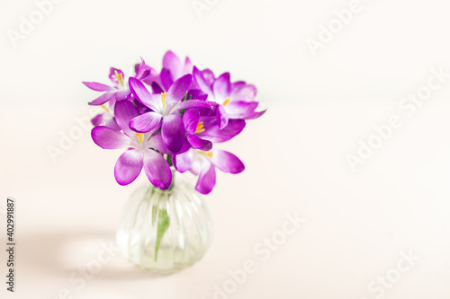 Creative layout made with spring crocus flowers in the vase on pink background. Flat lay. Spring minimal concept.