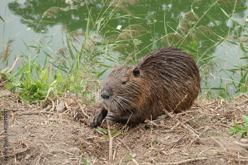Naturalized nutria - Himeji, Japan