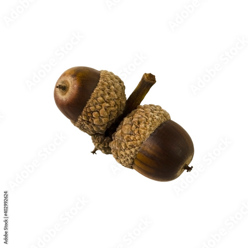 Acorn isolated on white background without shadow