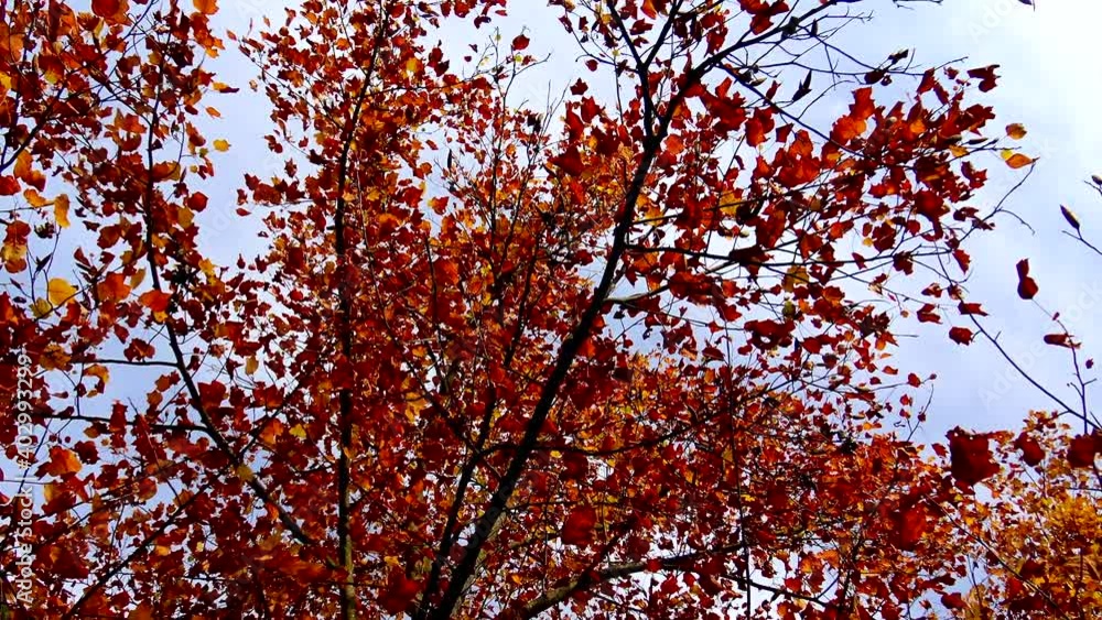 Autumn scene of tree covered with dry leaves. Autumn scene of tree covered with dry leaves.